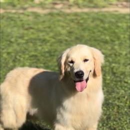 Sunny - Golden Retriever