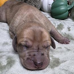 Maple - Merle female Great Dane puppy in Albany, Oregon from Red Cloud Australian Shepherds and DeGray Great Danes & Bulldogs