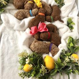 Poodle Puppies from QaeQae Pups