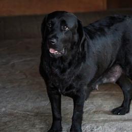 Thelma - Labrador Retriever