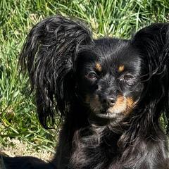 Russian Toys from Goldstone Russian Toys