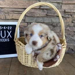Boy 2 - Miniature Australian Shepherd puppy in Deridder, Louisiana from AussieSmiths