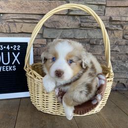 Boy 2 - Miniature Australian Shepherd puppy in Deridder, Louisiana from AussieSmiths