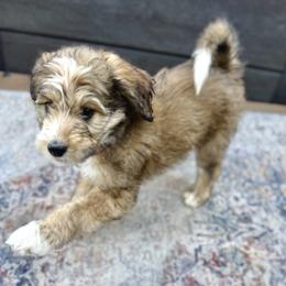 Tricky - Tri-color female Bernedoodle puppy in Springville, Utah from Oodles of Bernedoodles
