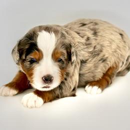 Bernese Mountain Dog and Poodle Puppies from Brian Petersen