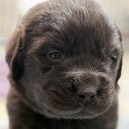 Rosie Silver Girl - Brown female Newfoundland puppy in Pottstown, Pennsylvania from Latin of Course Newfoundlands
