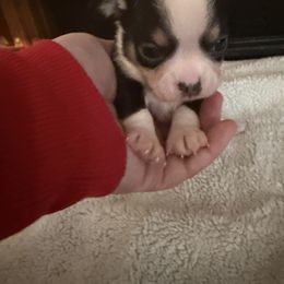 Boy 2 - male Chihuahua puppy in Madison, Virginia from KimberGlen Chihuahuas