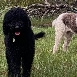 Labradoodles from Sister Darkness Labradoodle