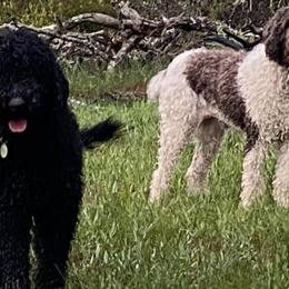 Labradoodles from Sister Darkness Labradoodle