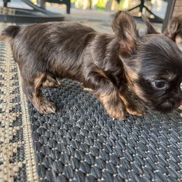 Yorkshire Terrier Puppies from MN Yorkies