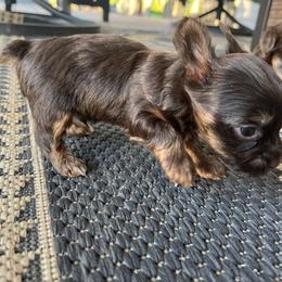 Yorkshire Terrier Puppies from MN Yorkies