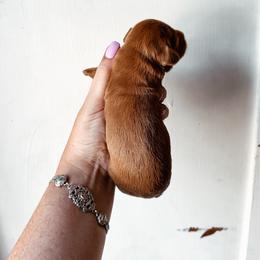 Cider - Red male Bernedoodle puppy in Shingle Springs, California from Kindred Oak Goldendoodles