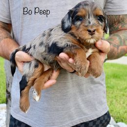 Bernedoodle Puppies from Salt-Life Doodles