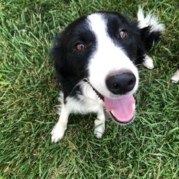 Missy - Border Collie