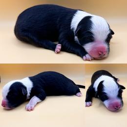 Black tri male - Black tri male Miniature Australian Shepherd puppy in Brooker, Florida from Honey, I Shrunk the Aussies