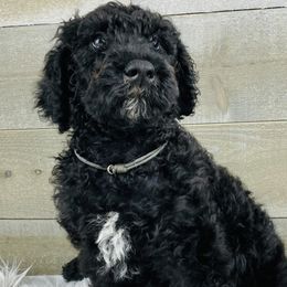 Max Grey collar - Black Poodle puppy in Salisbury, North Carolina from Majestic’s Poodles