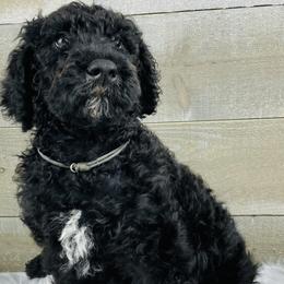 Max Grey collar - Black Poodle puppy in Salisbury, North Carolina from Majestic’s Poodles
