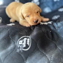Female 2 - Yellow female Labrador Retriever puppy in Wardensville, West Virginia from Sager’s Labrador Puppies