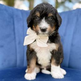 Nibs - Tri-color male Bernedoodle puppy in Bellville, Ohio from Bernedoodle Buddies