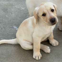 Puppy - Yellow Labrador Retriever puppy in Riverside, California from Harlow’s Labrador Retrievers