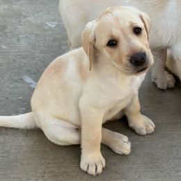 Puppy - Yellow Labrador Retriever puppy in Riverside, California from Harlow’s Labrador Retrievers