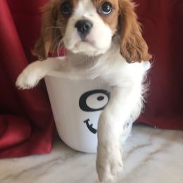 Cavalier King Charles Spaniel Puppies from Christina’s Cavaliers