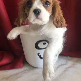 Cavalier King Charles Spaniel Puppies from Christina’s Cavaliers