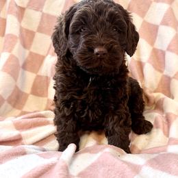 Girl 1 - female Newfypoo puppy in Bloomfield, Iowa from Schooley Doodles