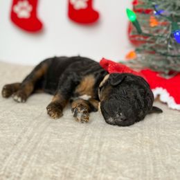 Nessa-Rose - Phantom female Poodle puppy in Bellville, Ohio from Cedar Ridge Standard Poodles