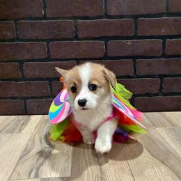 Tiara - Red female Pembroke Welsh Corgi puppy in Delton, Michigan from CorGizmo
