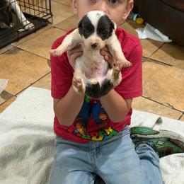 Blue boy 1 - White and blue male Border Collie puppy in Bogata, Texas from Celtic Farms Border Collies and Danes