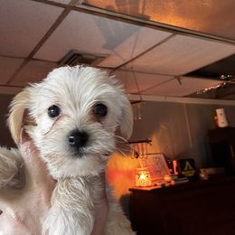 Morkie baby boy - Tan male Morkie puppy in Winston Salem, North Carolina from Patty’s Paws