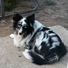 Mario - Miniature Australian Shepherd