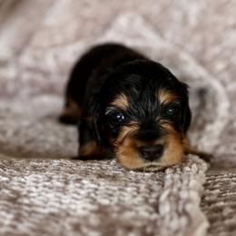 Poppy - Black and tan female Dachshund puppy in El Dorado Hills, California from Golden Hill Dachshunds