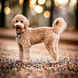 Jasmine - Goldendoodle