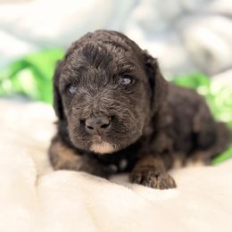 Toffee - Phantom male Poodle puppy in Poplarville, Mississippi from Southern Belle Poodles
