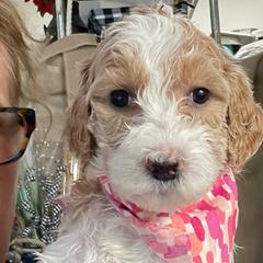 Ginger - Springerdoodle puppy from SpringerDoodles at the Beach