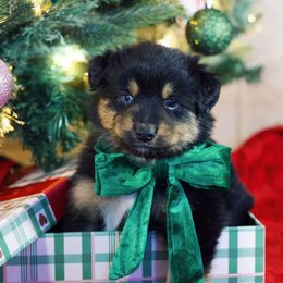 Cedar - Black tri-color male Australian Shepherd puppy in Eubank, Kentucky from Ashlee's Aussies