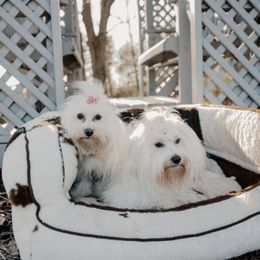 Coton de Tulear puppies from Cotten's Sunset Kennels