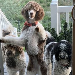 Poodles from The Standards