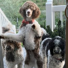 Poodles from The Standards