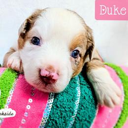 Duke - Red merle male Miniature Australian Shepherd puppy in Punta Gorda, Florida from Christie's Creekside Aussies