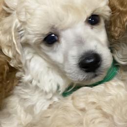 Poodle Puppies from Zoelle Poodles