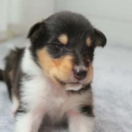 Ravioli - Black white and tan male Collie puppy in Mattoon, Illinois from Gold Leaf Collies