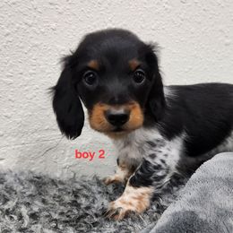 Boy 2 - Piebald male Dachshund puppy in Grants Pass, Oregon from Climate City Doxies