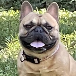 Boston Terrier and French Bulldog Puppies from JohnLee’s Boston’s and French Bulldogs