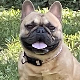 Boston Terrier and French Bulldog Puppies from JohnLee’s Boston’s and French Bulldogs
