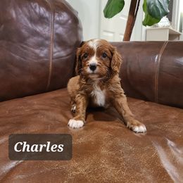 Charles - Red Cavapoo puppy in Atmore, Alabama from Gulf Coast Puppies