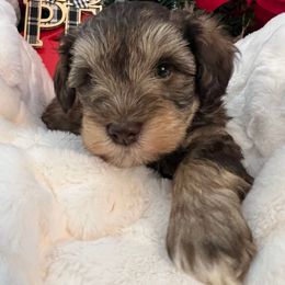Puck - Salt and pepper male Miniature Schnauzer puppy in Menifee, California from Moonshine’s Minis