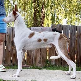 Sucio - Ibizan Hound